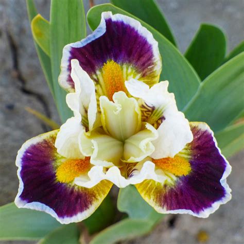 Buy Bighorn Dwarf Bearded Iris Online Iris Bulbs Breck S