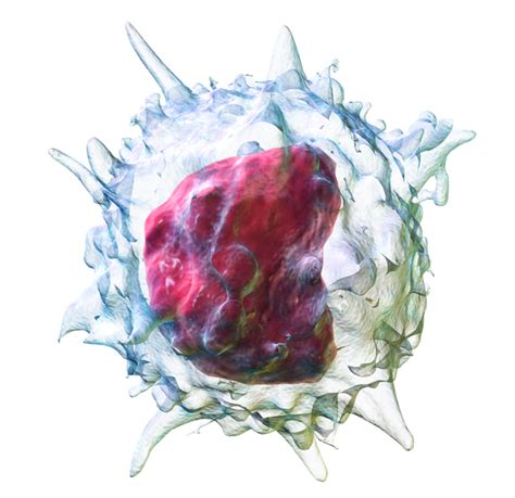 Difference Between Monocyte and Macrophage - Pediaa.Com