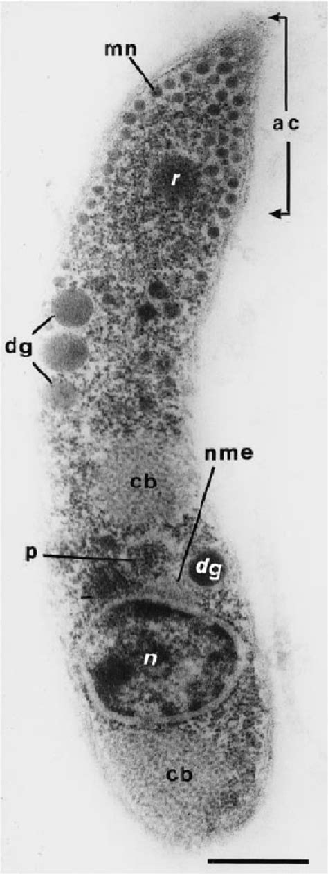 Life Cycle Stages Of Cryptosporidium 2 4 89 The Stages Of Download Scientific Diagram