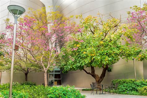 Walt Disney Concert Hall Garden Photograph By Michelle Choi