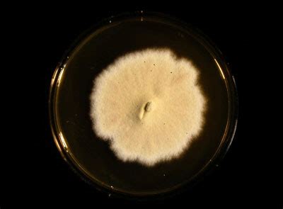 Microbiología y Epidemiología: Trichophyton rubrum. Trichophyton mentagrophytes. Trichophyton ...