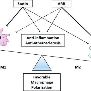 Schematic Diagram Showing Synergistic Protective Effects Of Statin And