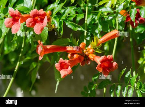 Trumpet Vine Flowers Campsis Radicans Stock Photo Alamy