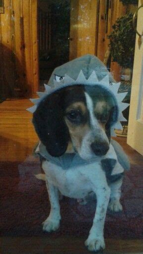 Great white shark | Great white shark, White sharks, Dogs and puppies