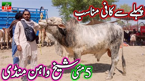 Sheikhwan Mandi Down Video Update 05 05 2024 Sheikh Wahan Cow Mandi