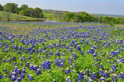 The 2023 Bluebonnet Season In Texas Starts This Spring