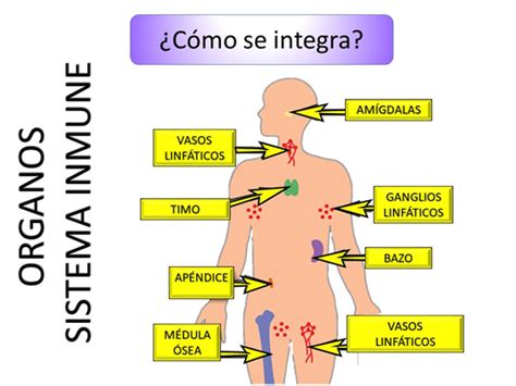 Sistema inmunológico Nueva Escuela Mexicana