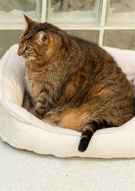 Feline Obesity In Wilmington, NC | TSCVH