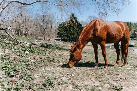 Horse Pasture Rotation | How to Create Your Horse Grazing Plan