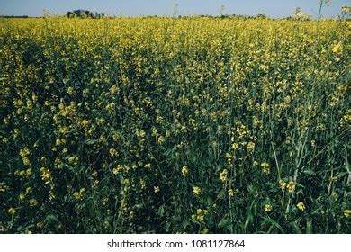 Rapeseed Flower Field Stock Photo 1081127864 | Shutterstock