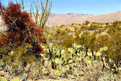 Saguaro National Park is Arizona’s First Urban Night Sky Place and Why ...