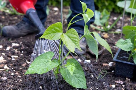 How To Plant Out French Beans Bbc Gardeners World Magazine