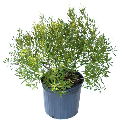 Dwarf Wax Myrtle Myrica Cerifera Var Pumila Compact And Easy To