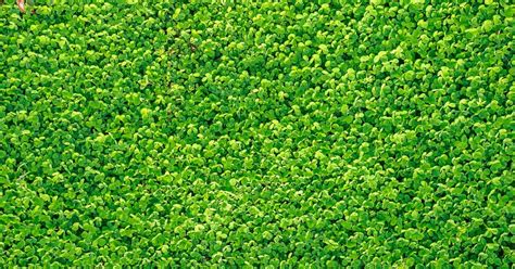 Micro Clover Lawn (Why You Should Consider One) | Lawn Chick