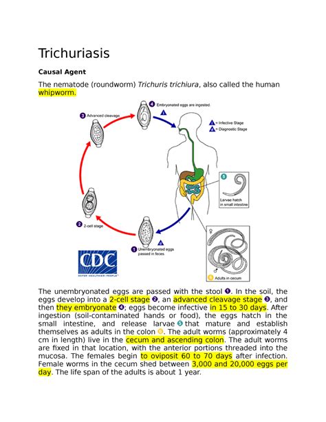 Whipworm Life Cycle