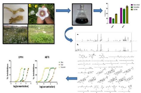 Phytochemical Screening And Antioxidant Activity Study Of Methanol