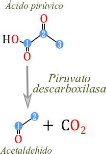 Biología de joseleg introducción a la biología Fermentación alcohólica