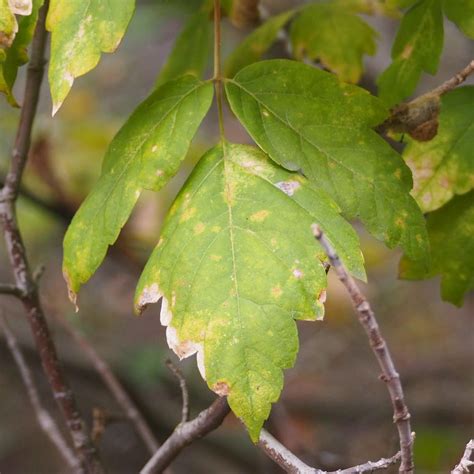 box-elder-leaf-J-Maughn – Nature in Novato