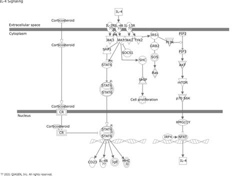 Il 4 Signaling Geneglobe