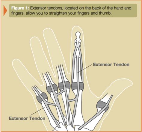 Primary Tendon Repair of the Thumb Extensor (Each, Extensor Tendon ...