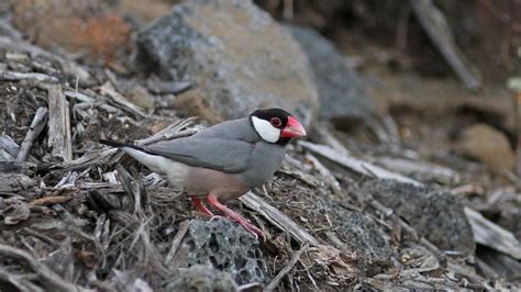 Padda De Java Java Sparrow Lonchura Oryzivora IMG 6286 Flickr