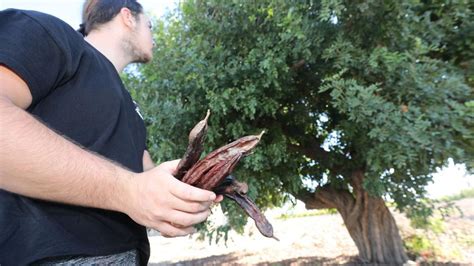 Elche Retoma El Cultivo Del Algarrobo Por La Alta Rentabilidad Valor