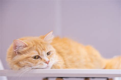 27 Gorgeous Orange Cat Breeds You'll Love I Discerning Cat