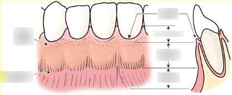 The Gingiva Diagram Quizlet