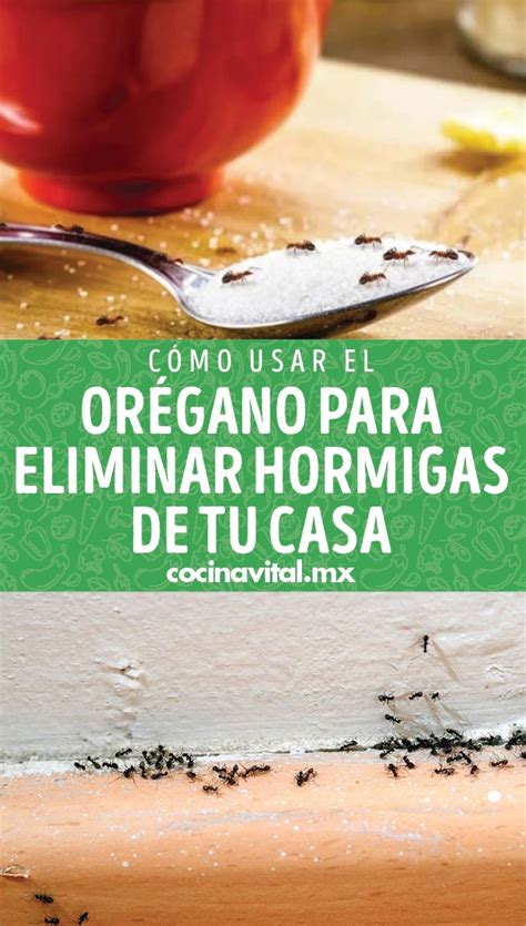 Cómo usar el orégano para eliminar hormigas de tu casa Deshacerse de