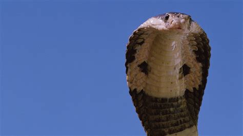 Surprise! King cobra is actually a royal lineage of 4 species | Live