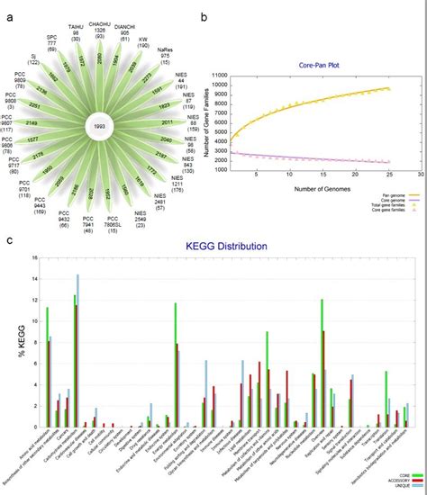 Core Pan Genome Analysis Of 25 M Aeruginosa Strains By Bpga A Download Scientific Diagram