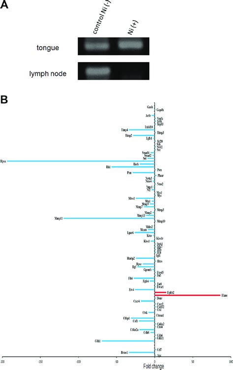 Anti Metastatic Effect Of Ni 2 A After 2 Weeks Of Breeding With 1