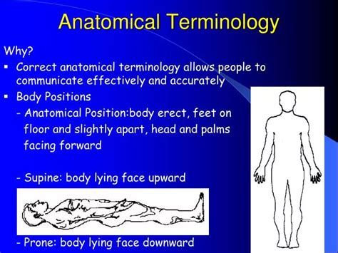 PPT - Anatomical Terminology PowerPoint Presentation, free download ...