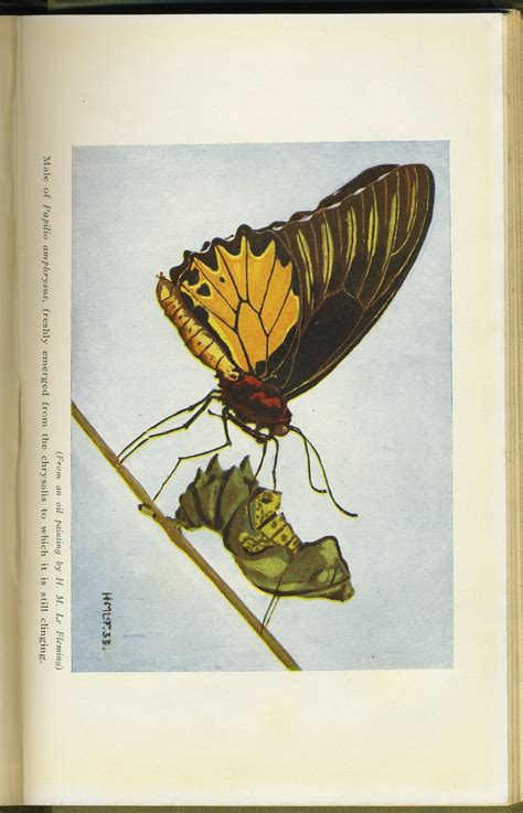 The Butterflies Of The Malay Peninsula Including Aids To