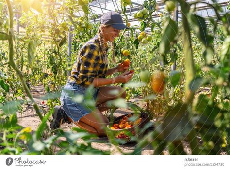 Biob Uerin Bei Der Kontrolle Der Tomaten In Einem Gew Chshaus