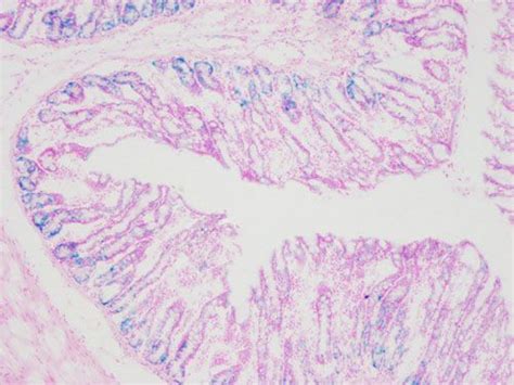 β 半乳糖苷酶染色合肥德尔夫生物科技有限公司