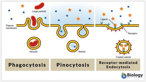 Plasma Membrane Definition And Examples Biology Online Dictionary