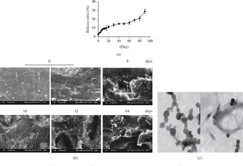 Figure 1 From Investigation Of Newly Prepared Biodegradable 32P Chromic