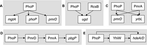 The Phopphoq System Employs A Variety Of Network Motifs To Regulate