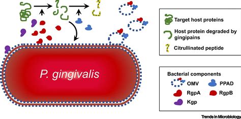 Porphyromonas Gingivalis Trends In Microbiology