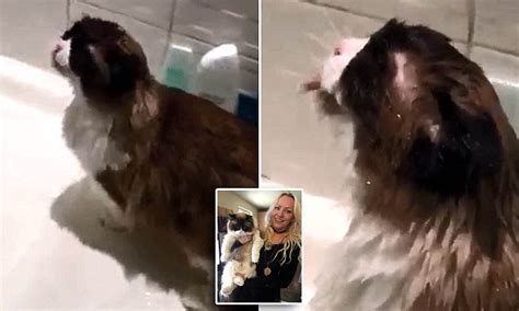 Crystal The Cat From Paisley Enjoys A Hot Shower Every Day Daily Mail Online