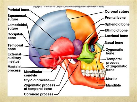 Facial Bones Diagram Quizlet