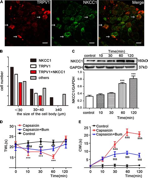 Frontiers Improving NKCC1 Function Increases The Excitability Of DRG