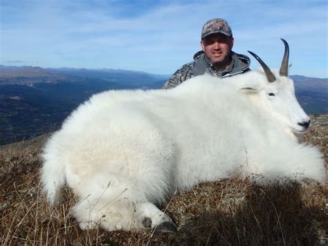 Mountain Goat Hunts | Northwestern BC Fly In Outfitter