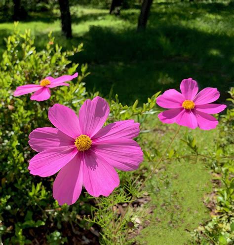 Cosmos: Plant Care and Collection of Varieties - Garden.org