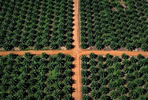 Vision Blockchain Technology For Indonesias Palm Oil Sector Global