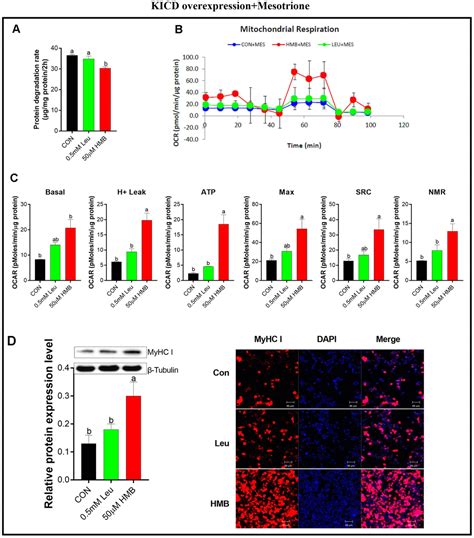 Suppression Of Protein Degradation By Leucine Requires Its Conversion To β Hydroxy β Methyl