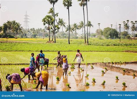 Women Working At Paddy Field Editorial Photo Image Of Leaf Paddy