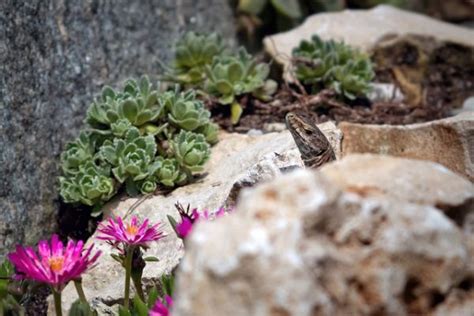 Giardino Roccioso Cos Codiferro Master Gardener