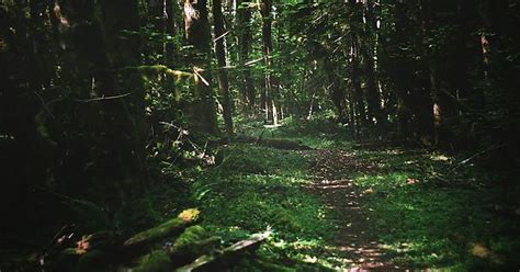 Hiking Trail Near Mt St Helens Wa Imgur